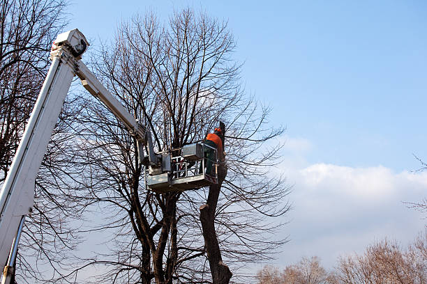 Best Tree Disease Treatment  in Westport, IN